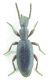Tenebrionidae sp 7mm 17-05-2015 Ev.jpg