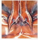 Dytiscus.png