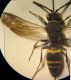 Gorytes 003 A.jpg