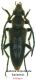 V.unip.ikariaensis.jpg