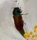 Buprestidae - Matese.jpg