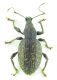 Otiorhynchus sp 13mm 20-05-2015 Ev(Weigela üzerinde)(2).jpg