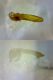Carabidae sp 8mm 16-05-2015 Ev-(3).jpg