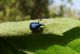 Byctiscus-betulae-dorso.jpg