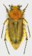 Pygopleurus-madenensis-Turkey-Obrukbeli-Gec-M-D.jpg