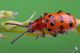 IMG_9080_Crioceris_quatuordecimpunctata.JPG