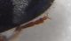 Anthicidae Papua tarsi 4.jpg