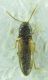 Elateridae sp 5mm 23-05-2015 Ev.jpg