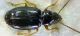 Carabidae sp 2,5mm 20-05-2015 Ev(2).jpg