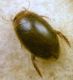 Laccophilus hyalinus (DeGeer, 1774) .JPG