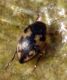 Hyphydrus aubei 2 (4-4-09 Villanueva de Huerva).jpg