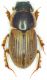 Aphodius-4.jpg