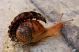 Lampyris-chiocciola-attacco6-DSC02549.jpg