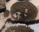 Vespula-vulgaris-nido-celle-differenza-DSC05781.jpg