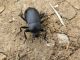 tenebrionidae.jpg