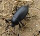 tenebrionidae2.jpg