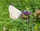 DSCN5962.JPG