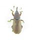 Curculionidae sp 6mm 30-05-2015 Ev.jpg