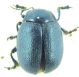 Chrysomelidae sp 10mm 23-05-2015 Ev.jpg