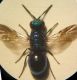 Omalus 011 A.jpg