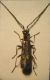 Malthodes 016 A.jpg