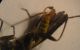 Malthodes 014 A.jpg