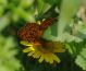 IMGP9633_Brenthis_sp.JPG
