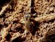 halictus 2.JPG