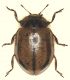 Coccinellide 10918.jpg