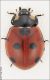 coccinella_lo_V.jpg