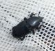 BlackWeevil-Italy-2013-2Reduced.jpg
