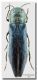 Agrilus sp_Madonie02.jpg