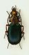 Carab 03 9mm Monteveglio.JPG