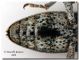 Lixus ventrale.jpg