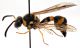 Comb1684_27zF8cr.jpg