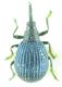 Curculionidae sp 4mm 27-04-2015 Ev.jpg