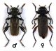 Callidium coriaceum_mf.jpg