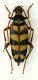 Leptura aurulenta_v.jpg