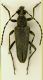 Lepturobosca virens (Linnaeus, 1758)  17mm_v.JPG