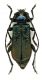 R.ungaricus_10_v.jpg