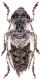 Pogonocherus_Pula_09IX2009_cod1_7,5mm_Z-1832 Montage_v.jpg
