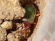 maggiore ant e.JPG