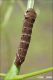 Deilephila_elpenor_larva_Boscotrecase_Labriola_7543_1000.jpg