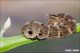 Deilephila_elpenor_larva_Boscotrecase_Labriola_7589_1000.jpg