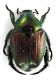 Comb1688_15zF8cr.jpg