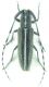 Agapanthia suturalis 10mm-2.jpg