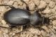 IMG_8972_Carabus_graecus_morio.JPG