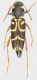 Xylotrechus_antilope_Aquila_Aielli_Sirente_1400m_2015_10,5mm_grey.jpg