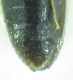 Elateridae sp 5mm 23-05-2015 Ev-3.jpg