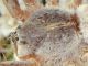 lagoLiscia200615 009rid.jpg